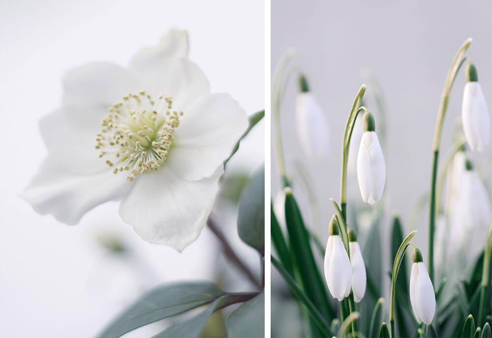 White Hellebores and Snowdrops