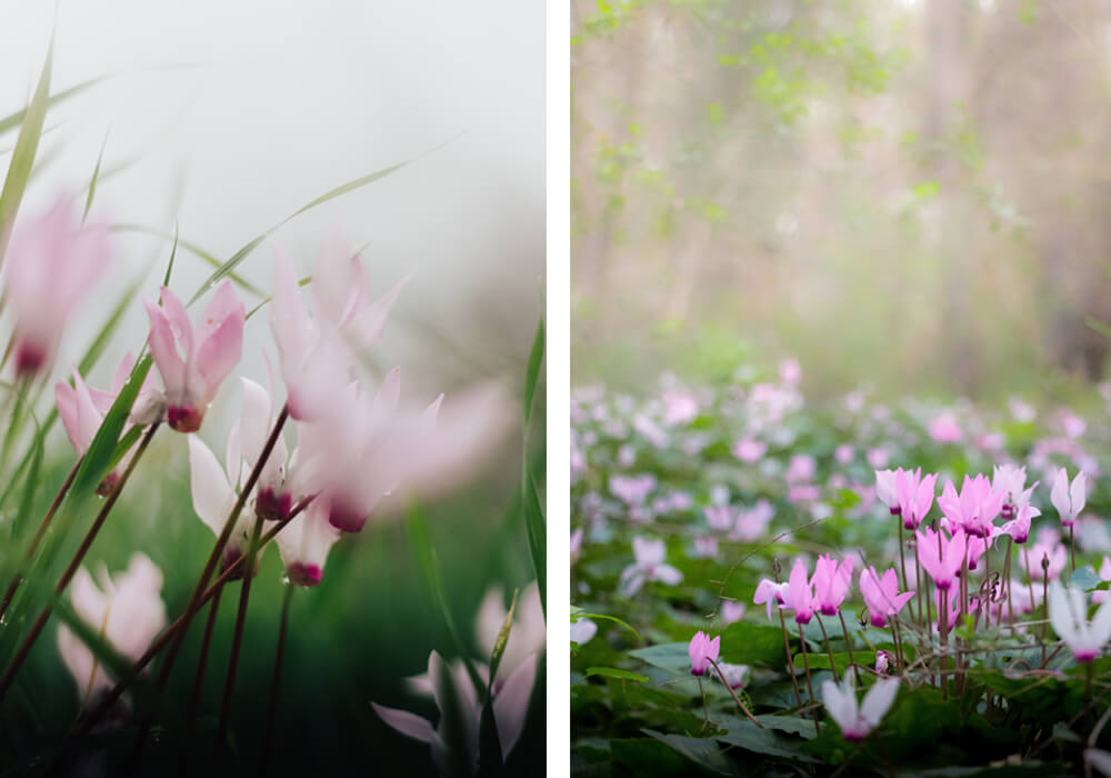 Miniature Cyclamen